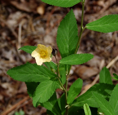 {Sida rhombifolia}